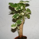 Fiederaralie (Polyscias scutellaria) „Marginata“