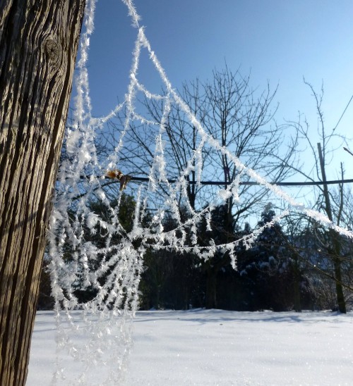 Ein mit Eiskristallen überzoenens Spinnennetz