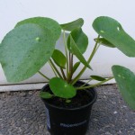 Ufopflanze (Pilea peperomioides) Update