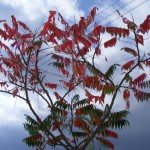 Essigbaum (Rhus hirta, Syn. Rhus typhina) Herbstfärbung & Wurzelspross