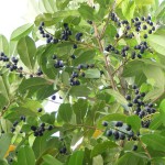 Lorbeerkirsche (Prunus laurocerasus) schwarze, süße Früchte