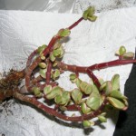 Speckbaum (Portulacaria afra var. variegata)