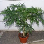 Korallenbaum (Jatropha multifida) Pflanze & Blüte