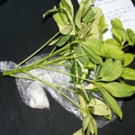 Strahlenaralie (Schefflera arboricola) „Trinette“