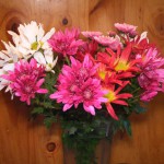 Chrysanthemen sind prima Schnittblumen für die Vase