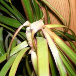 Dracaena marginata, zu feucht, zu kalt, Schadbild: Spitze hängt