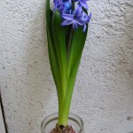 Hyazinthen (Hyacinthus) für die Fensterbank 