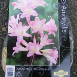 Belladonnalilie (Amaryllis belladonna) Zwiebel einpflanzen