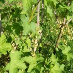 Blüten der Jonnisbeere (Ribes)
