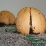 Avocado „Kernspaltung“ bei Silke