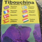 Prinzessinenblume (Tibouchina urvilleana)