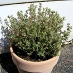Silberthymian  (Thymus vulgaris) „Argenteus“