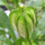 Samenkapsel der Wildtulpe Tulpia tarda