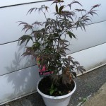 Fächerahorn (Acer palmatum) „Atropurpureum“ & „Orangeola“
