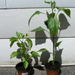 Peperoni Blütenbilder und neue Capsicum annuum Pflanzen