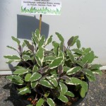 Dreifarbiger Salbei (Salvia officinalis) „Tricolor“