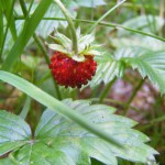 Wald-Erdbeere (Fragaria vesca) Früchte