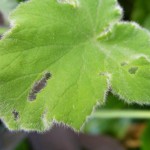 Punktierte Zartschrecke (Leptophyes punctatissima) verursacht Löcher in Blättern