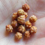 Peruanischer Pfefferbaum (Schinus molle) Anzucht aus Samen