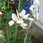 Minigladiolen / Ixien (Ixia) Blüten