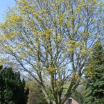 Blüte des Blutahorn (Acer platanoides)