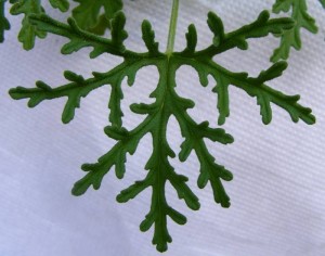 Blatt von Pelargonium radens