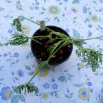Die Geschichte von meinem Pelargonium radens