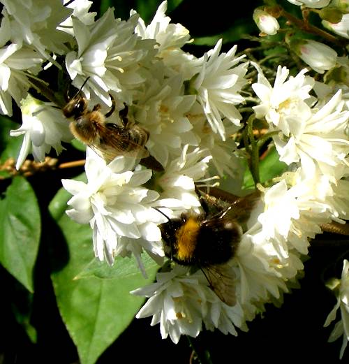 Wildbienen an Blüten einer gefüllt blühenden Deutzia