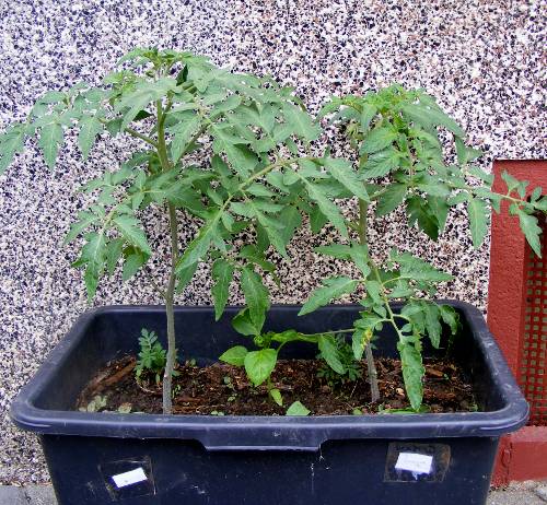 Tomaten im Kübel, Mai 2011