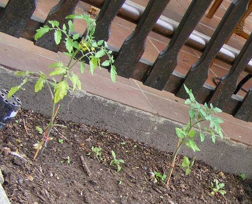 Tomatenpflanzen 'Lambada' und 'Zuckertraube'