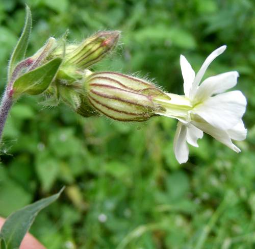 Blüte der Weißen Lichtnelke (Silene latifoli), Seitenansicht