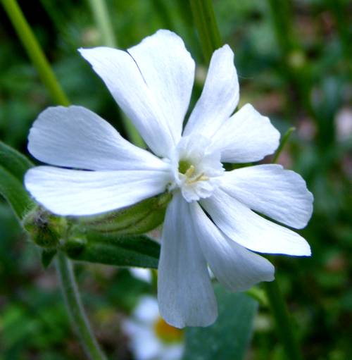Weiße Lichtnelke (Silene latifoli) Blüte