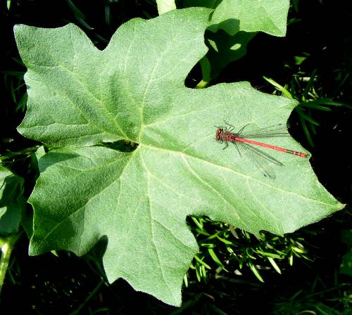 Frühe Adonislibelle (Pyrrhosoma nymphula) auf einem Zaunrübenblatt