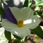 Enzianbäumchen ( Lycianthes rantonnei, syn.Solanum rantonetii) „Spezialfärbung“