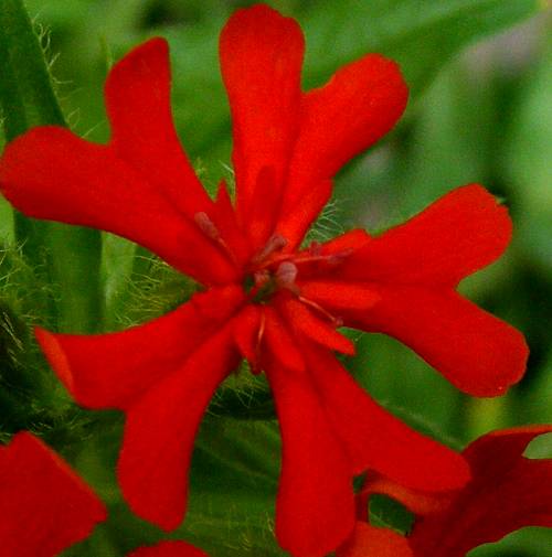 Einzelblüte von von 'Brennende Liebe' (Lychnis chalcedonica)