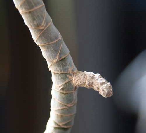Luftwurzel an Drachenbaum (Dracaena)