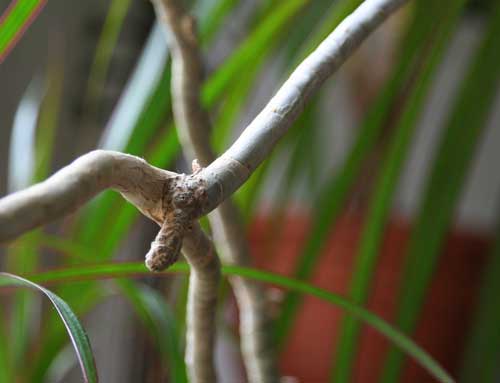 Luftwurzel an Drachenbaum, Dracaena marginata 'Bicolor'