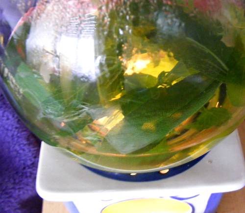 Tee aus frischen Salbei-und Mellise Blättern