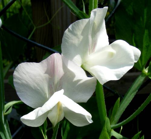 Blüte der Duftenden Platterbse (Lathyrus odoratus), auch Duftwicke genannt