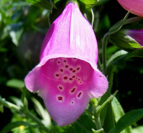 Blüte von Roten Fingerhut (Digitalis purpurea)