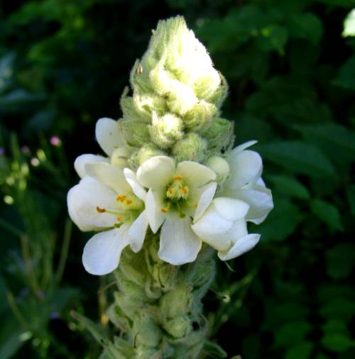 Blüte von weiß blühender Königskerze (Verbascum)