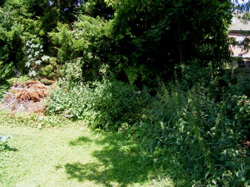 Eine 'wilde' Ecke im Nutzgarten, mit Brennesseln, Girsch und Totholzhaufen links im Bild