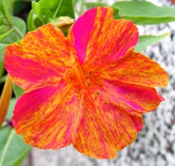Mirabilis jalapa in pink mit gelb