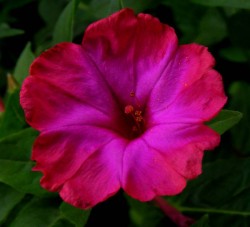 Mirabilis jalapa pink, rot gerändert