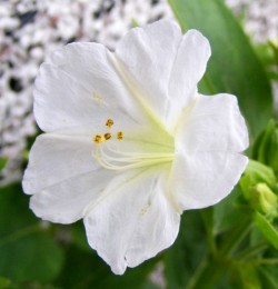 Mirabilis jalapa in weiß