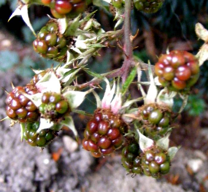 Früchte der Schlitzblättrigen Brombeere (Rubus laciniatus)