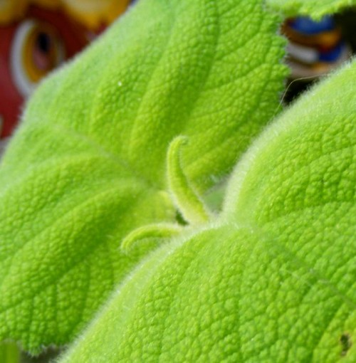 Salvia dorisiana - Frucht-Salbei