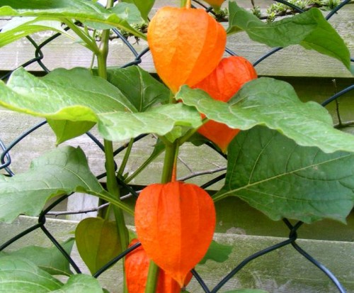 Früchte der Lampionblume (Physalis alkekengi)