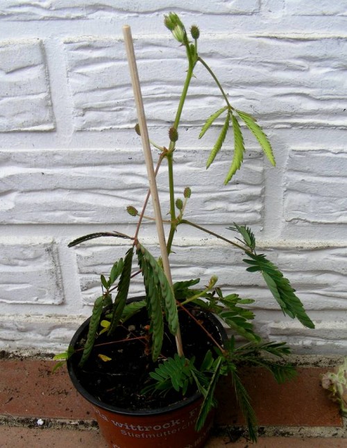 Mimose (Mimosa pudica) mit eingeklappten Blättern und abgesenkten Ästen