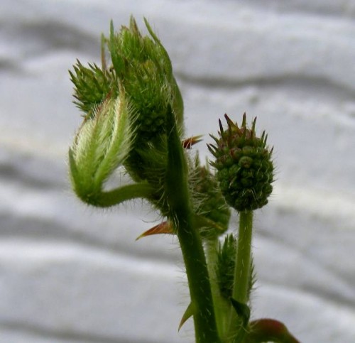 Mimose (Mimosa pudica) Knospen, junges Blatt und Stacheln